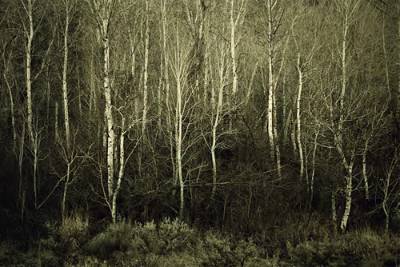 digital-photograph forest